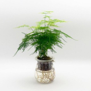 Cây Thủy Tùng trồng thủy sinh cao 25cm, nhánh lá xum xuê tươi tốt quanh năm, cây thuỷ sinh để bàn và trồng nội thất