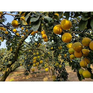 CÂY GIỐNG BƯỞI DIỄN SIÊU NGON SIÊU QUẢ- CAM KÊT GIỐNG CHUẨN F1