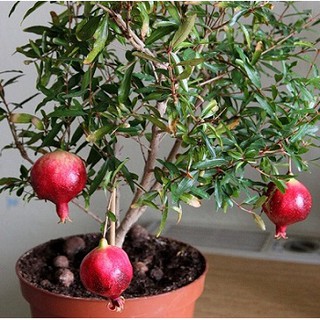 Hạt giống cây Lựu Lùn - 10 hạt