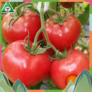 Hạt giống cà chua quả to ấn độ,cà chua chịu nhiệt💖giá sốc💖- ngon , qủa to dễ trồng