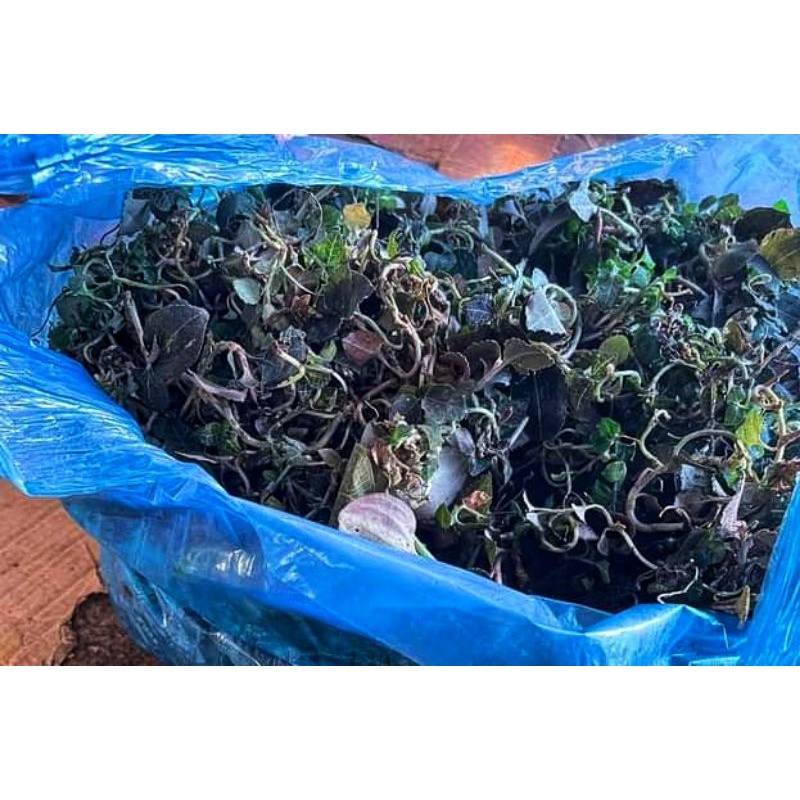 Lan kim tuyến  rừng tươi ngâm rươu