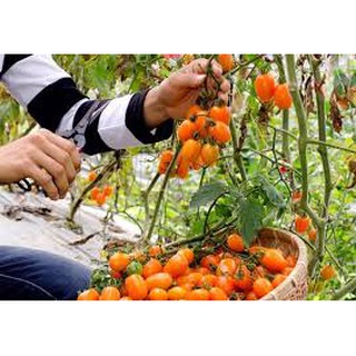 Hạt giống cà chua nova gói 30 hạt