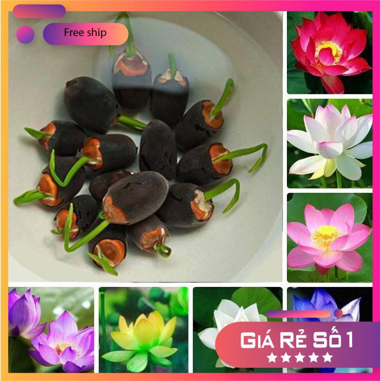 5 Hạt giống Sen Nhật Mini (Đã cắt đầu)