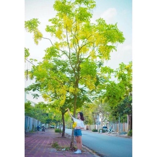 Cây hoa muồng hoàng yến(1 bầu)