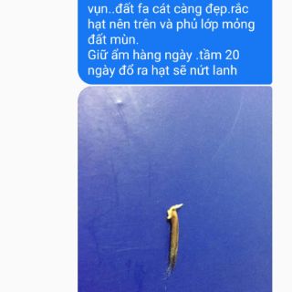 Hạt giống  Trúc lệ
