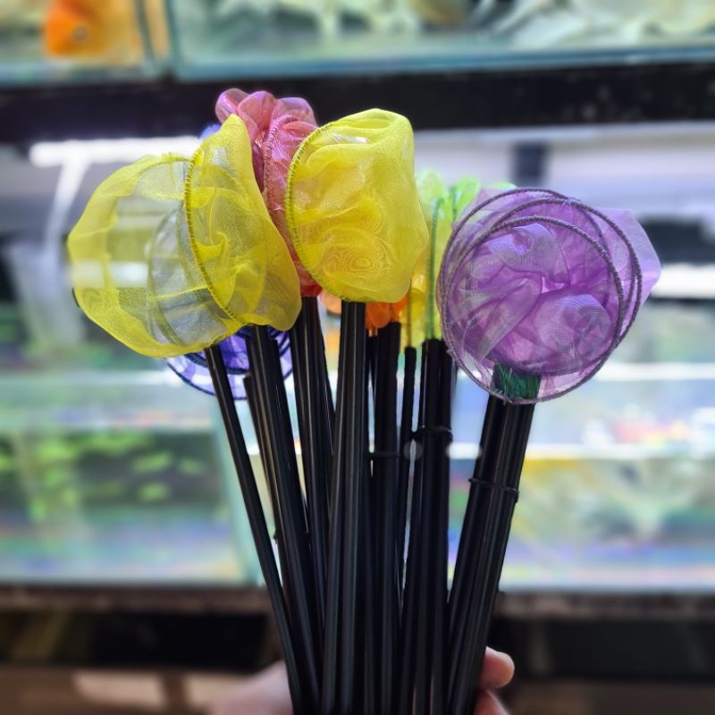 Stupid Vợt đủ màu