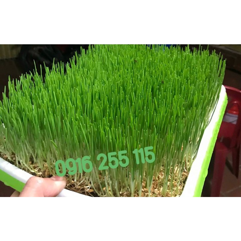 COMBO Cỏ lúa mì tự trồng tại nhà siêu tiết kiệm 1kg+ 1 xơ xừa+1 khay trồng
