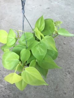 TRẦU BÀ TIM VÀNG GÁO DỪA