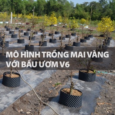 Bầu ươm V6 cao 50cm (Nguyên xấp dài 50 mét)nhựa bầu cây, kèm bộ vít bắt (Hàng chuẩn dày, loại tốt)