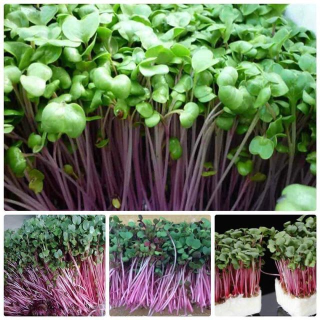 Hạt giống rau mầm củ cải đỏ 50g tỉ lệ nảy mầm cao