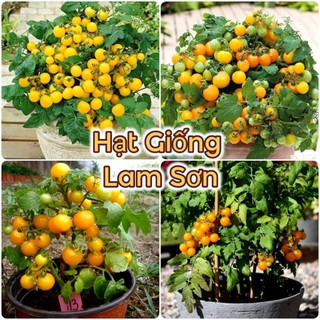 HẠT GIỐNG CÀ CHUA BI VÀNG F1 - Loại Quả Giòn, Vị Chua Ngọt, Siêu Ngon.