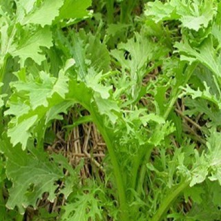 5Gr Hạt Giống Cải Ngọt Đuôi Phụng luckyseed hạt siêu rẻ