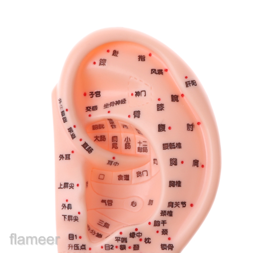 Mô hình tai người 13cm tập châm cứu bấm huyệt cho ngành y tế