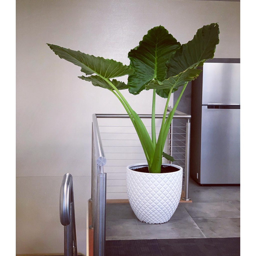 Chậu trồng cây xi măng DT017