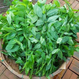 #Hạt_Giống_Rau_Ngót_Bồ_Ngót ( tặng kèm kích mầm )