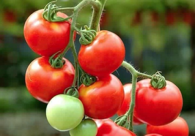 Hạt giống cà chua bi chùm đỏ thái lan
