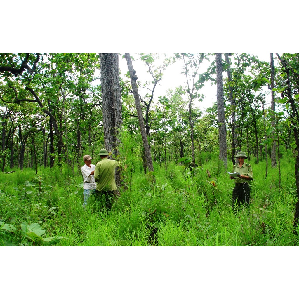 Cây giống Hông .