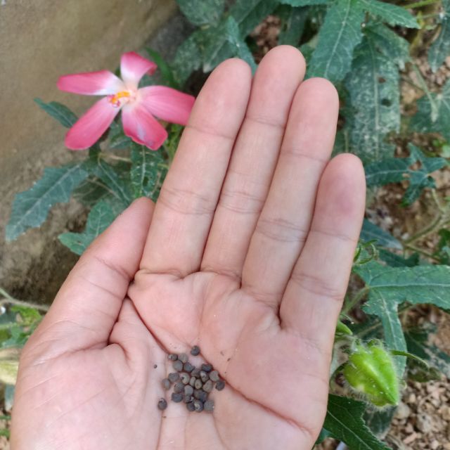 100 hạt sâm bố chính