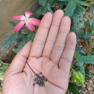 100 hạt sâm bố chính