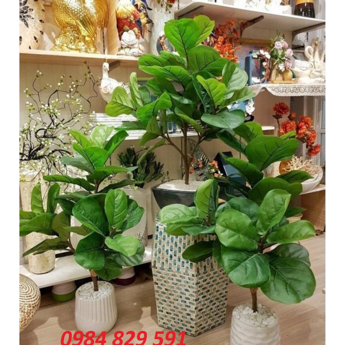 Cây giả - Cây bàng Singapore 3 nhánh, 25 lá to-trang trí nhà cửa