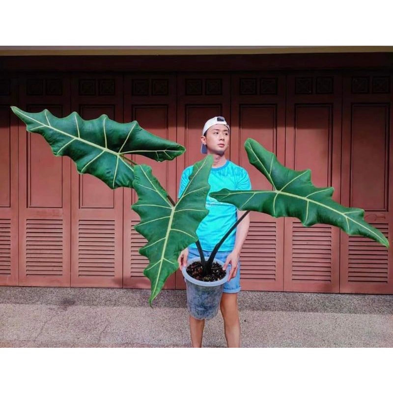 Cây Alocasia Sarian- cây khoẻ rễ nhiều, có nhiều size để lựa chọn