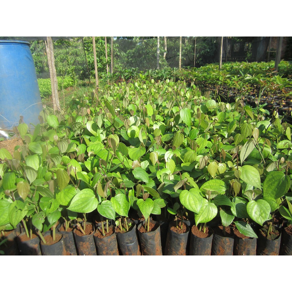 Combo 5 bầu tiêu giống vĩnh linh