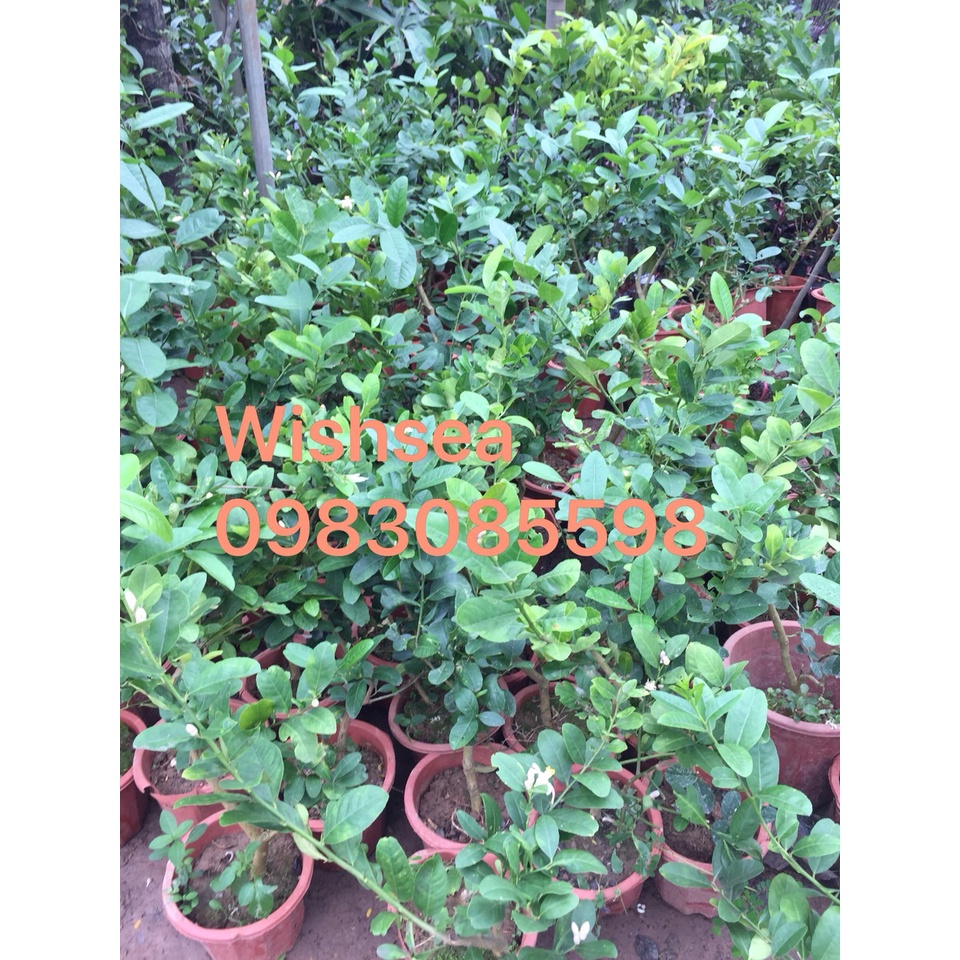 Cây chanh vàng mỹ eureka