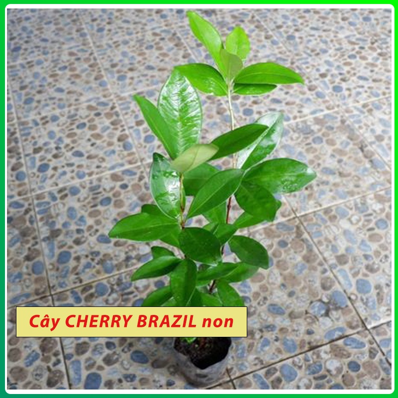 Cây Cherry Brazil Nam Mỹ,cây giống cherry brazil tứ quý kèm bầu đất cao từ 50-60cm ,cây anh đào cho quả quanh năm