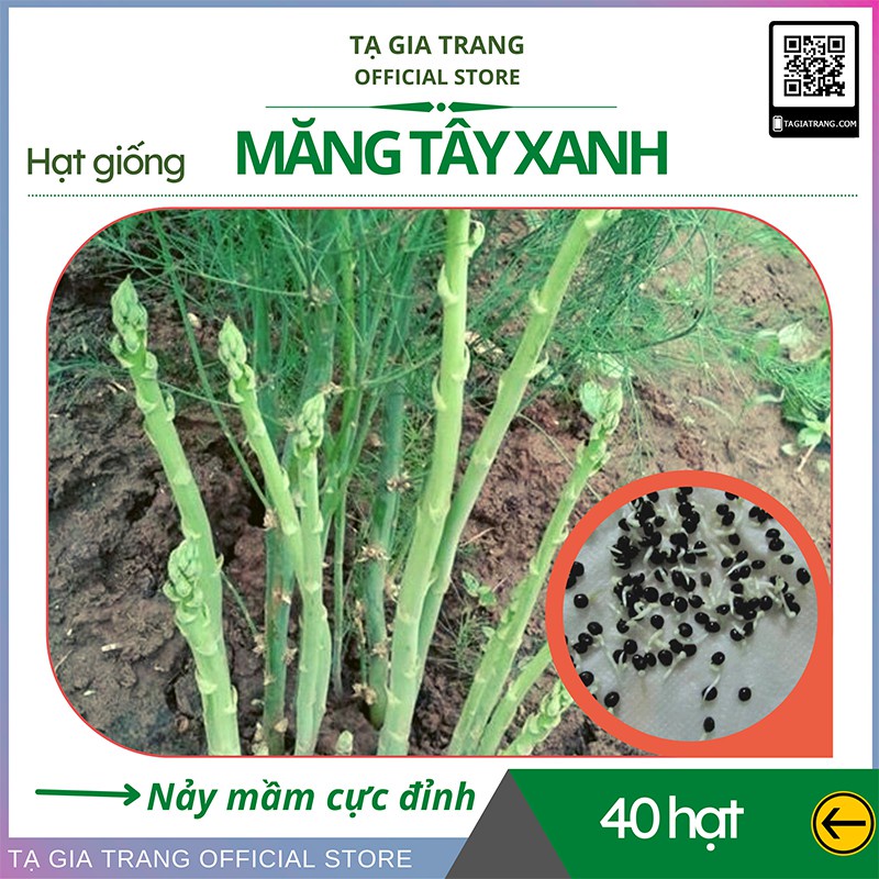 Hạt giống măng tây xanh