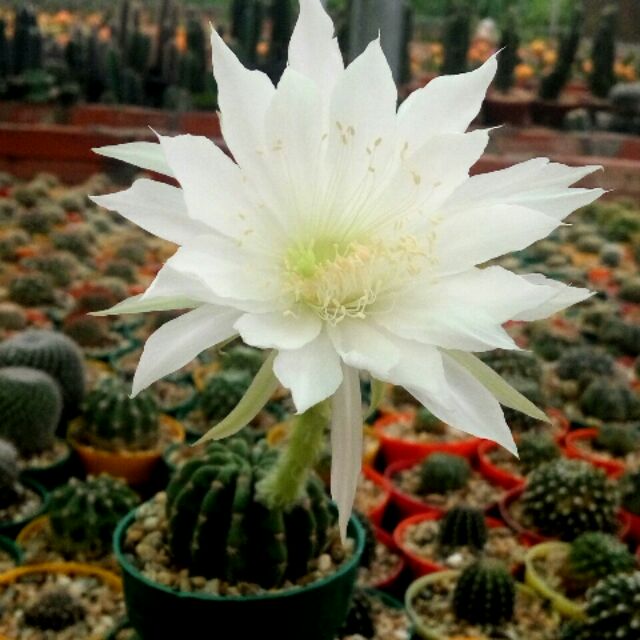 Xương rồng Echi hoa trắng 1