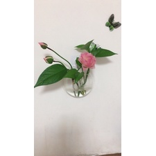 Chậu cây thủy sinh, bình hoa gắn tường, bể cá treo tường mini size 15cm chất liệu nhựa thủy tinh acrylic