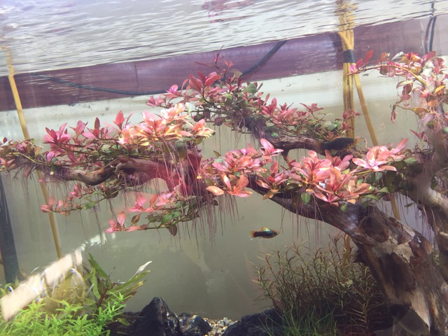 Bể cá thủy sinh Demo Thế Đào Tết