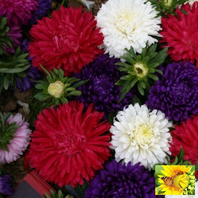 Gói 50 hạt giống hoa cúc magic- cúc Đài loan - Mix màu (Callistephus chinensis