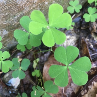 Cỏ may mắn- chua me đất hoa vàng .ship hàng thứ 2