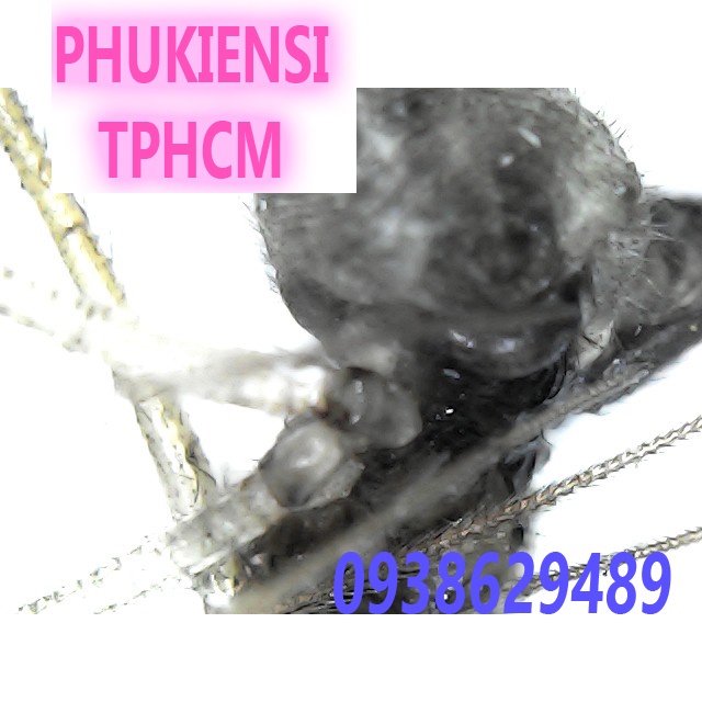 Kính hiển vi điện tử kết nối điện thoại và máy tính Wifi phóng đại 1600X Digital Microscope