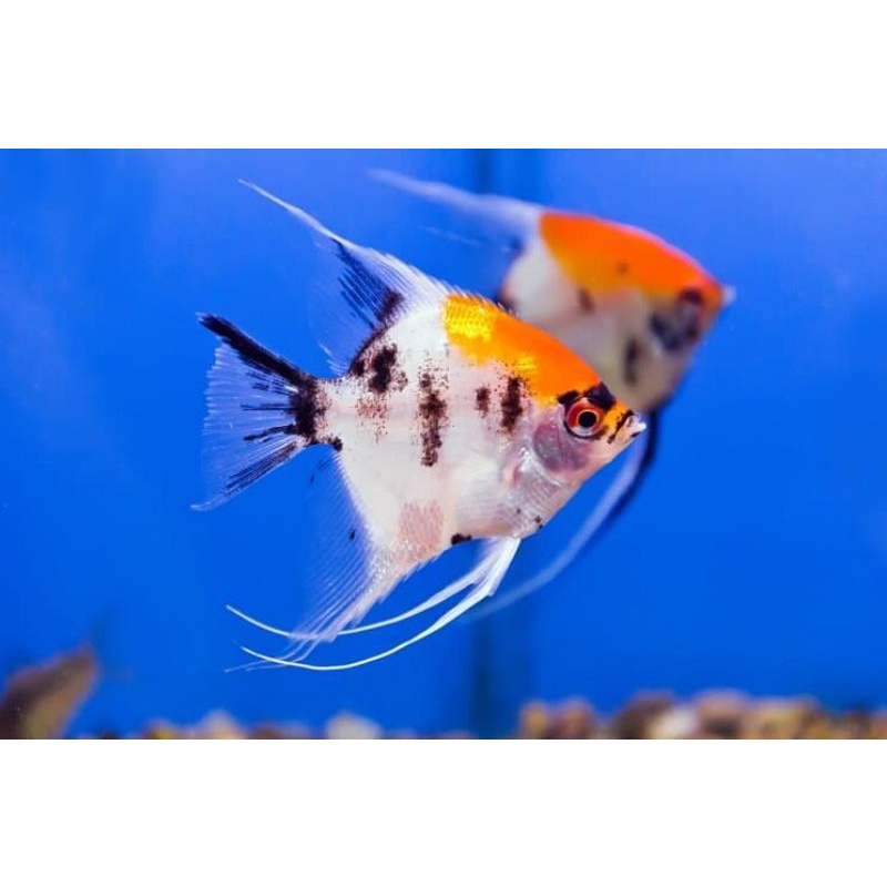 Cá Thần Tiên Đen (Ông Tiên Đen) (15k/con)