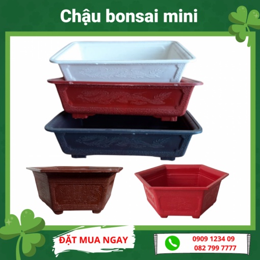 (combo 3 chậu) Chậu bonsai lục giác mini - Green City