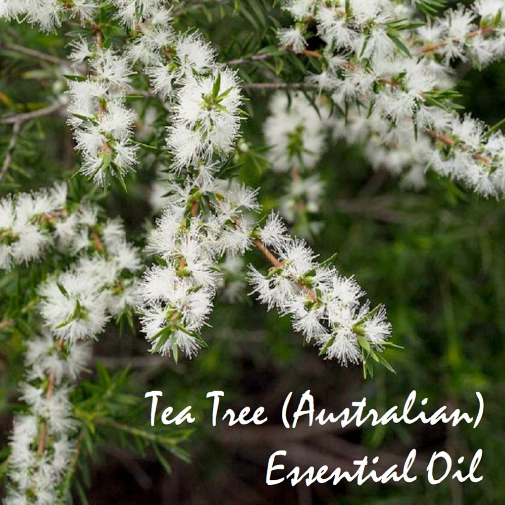 Tinh dầu tràm trà Tea Tree Essentital Oil (Australian) cho da mụn