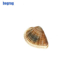 Vỏ Ốc Tự Nhiên Trang Trí Bể Cá