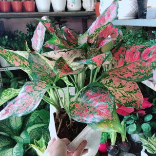 Cây vạn lộc
