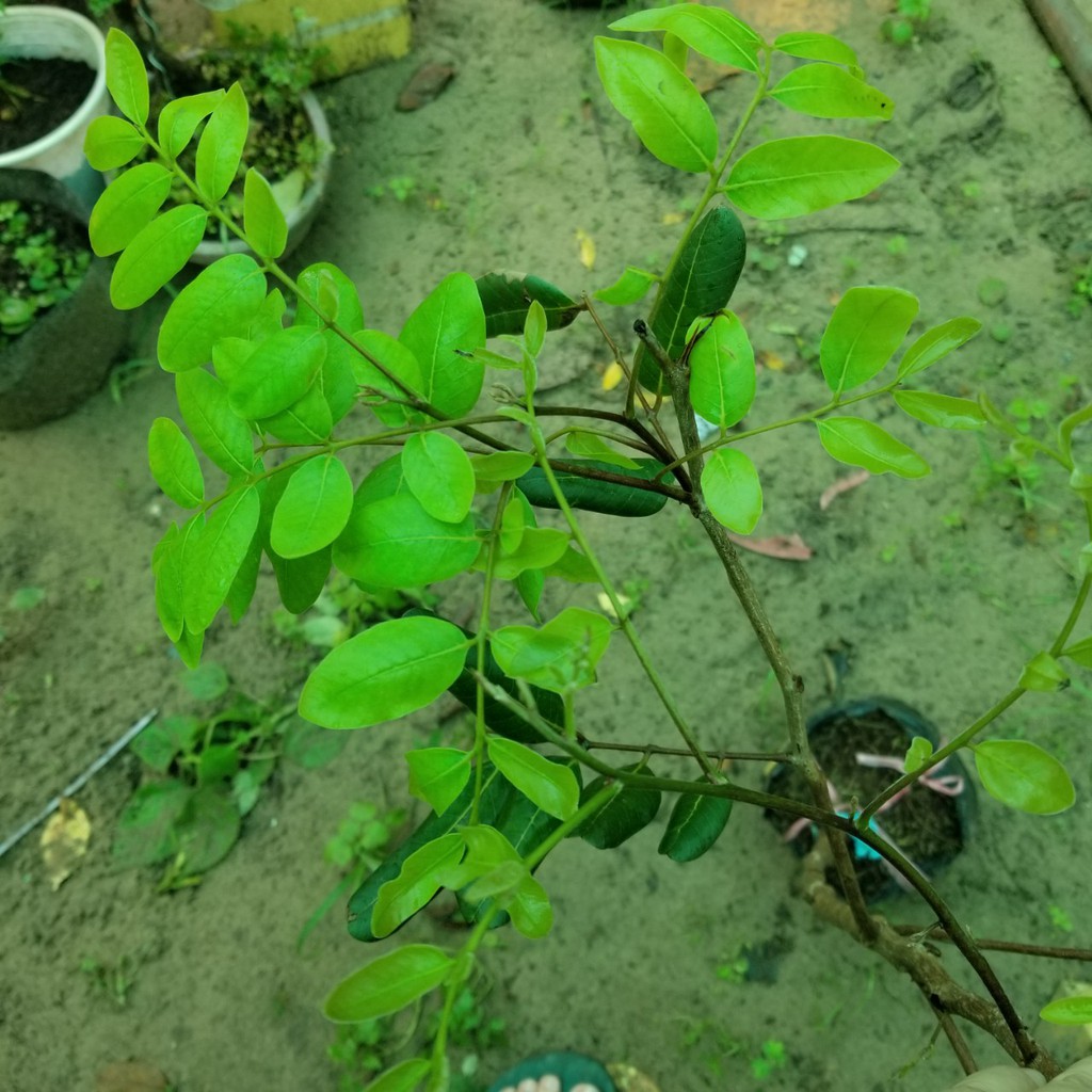 Cây Giống Nhãn Xuồng Tím Cây Trồng 1,5 Năm Cho Trái