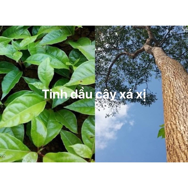 Tinh dầu Xá Xị, Sá Xị (10ml)