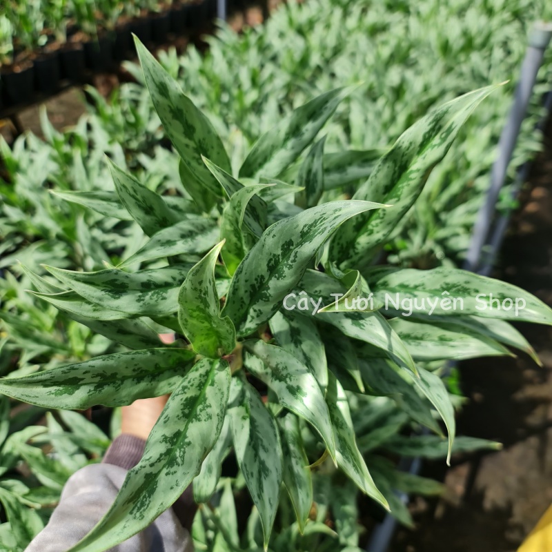CÂY GIỮ TIỀ.N THÁI LÁ NHỎ ,, cây cảnh Trong nhà, kiểng lá mini để bàn Văn phòng đẹp,, Cây Tươi Nguyên