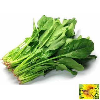 Hạt giống Cải Bó xôi 10g (rau chân vịt)