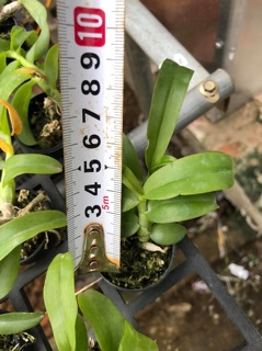 Hoa lan trầm semi alba DL1244