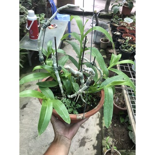 giò lan trầm thái 7 thân tơ