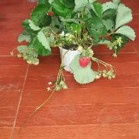 Cây giống dâu tây Pháp