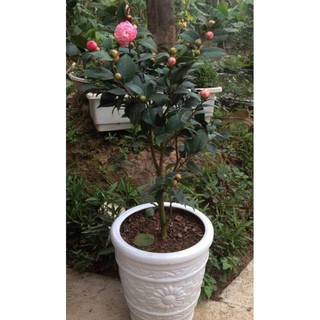 Hoa trà mi đủ màu sắc, hoa bền