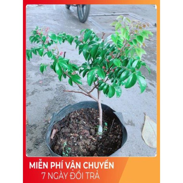 Cây Khế Cho Sai Trái