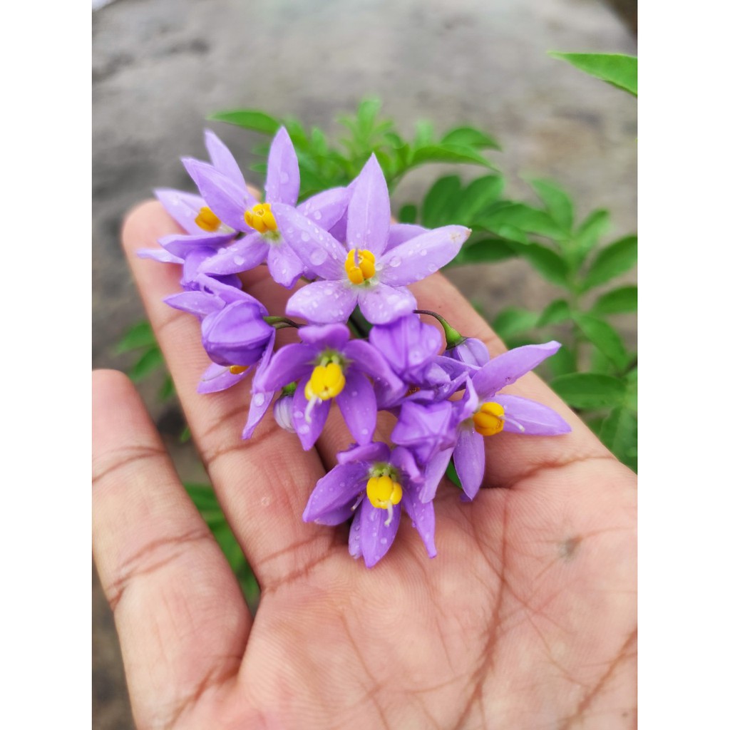 [Cây giống hoa] Tiêu Nương - Dây Tiêu Nương (cây leo) Solanum seaforthianum - Trang Flower